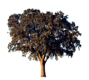 Transparent Tree PNG Image