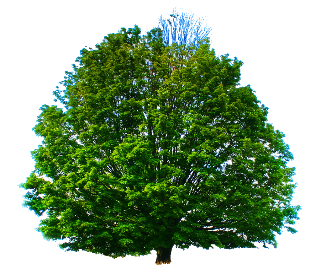 Tree PNG Images free Download - Pngfre