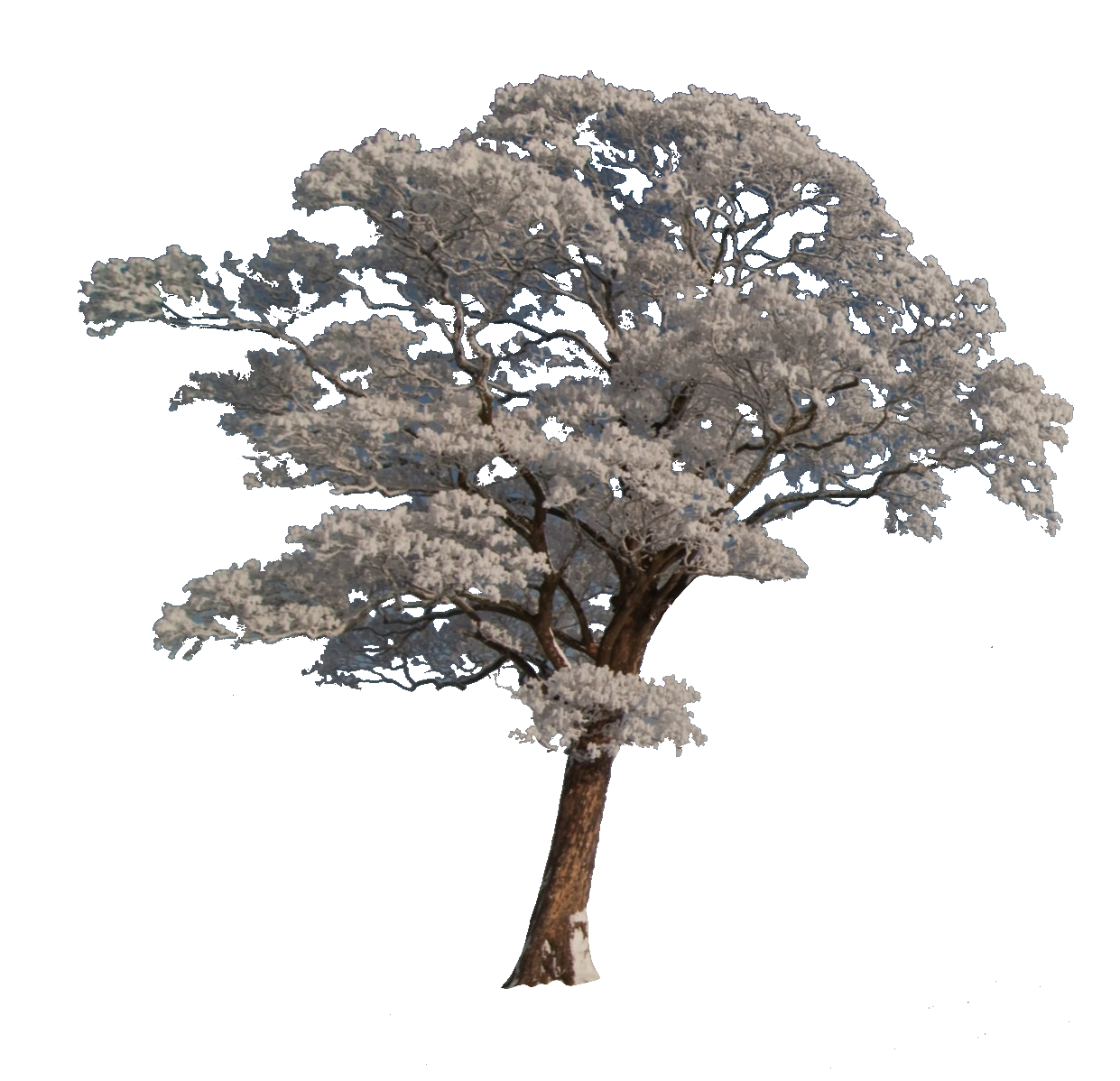 tree-96