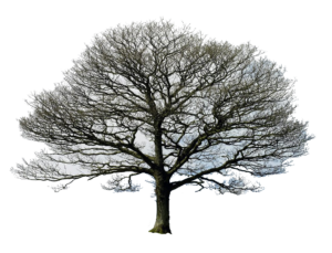 Dry Tree PNG