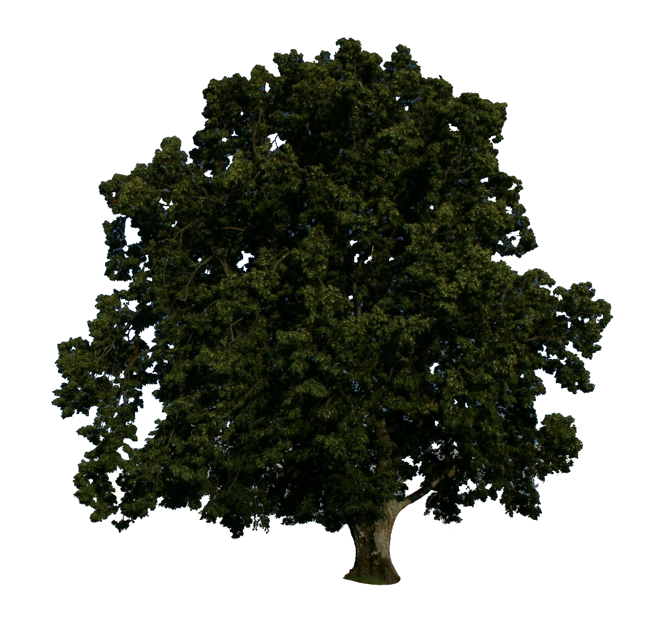 tree-98
