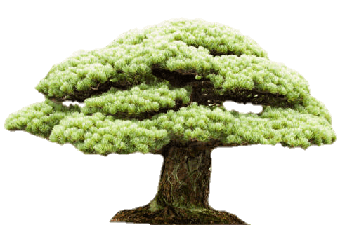 tree-png-from-pngfre-13