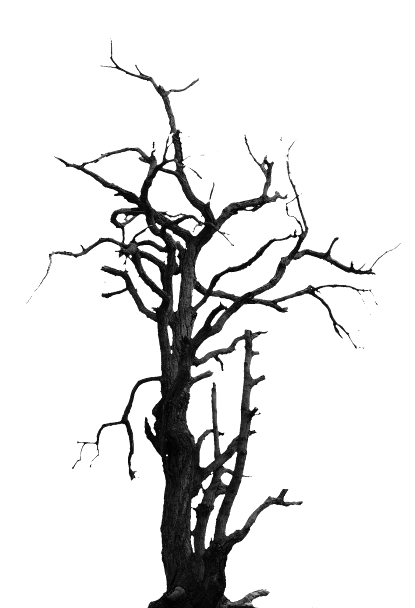 tree-png-from-pngfre-14