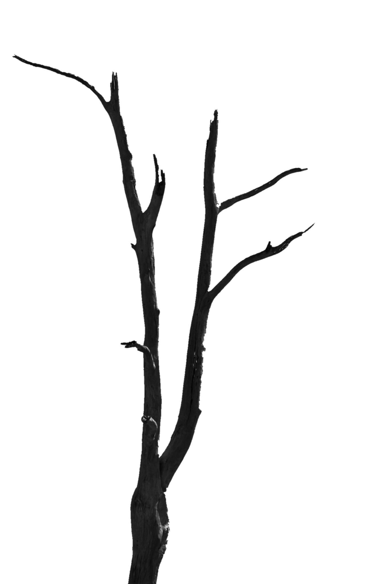 tree-png-from-pngfre-19