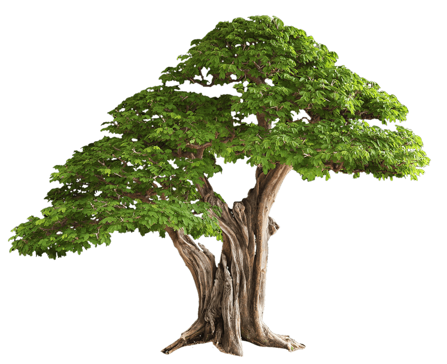 tree-png-from-pngfre-21