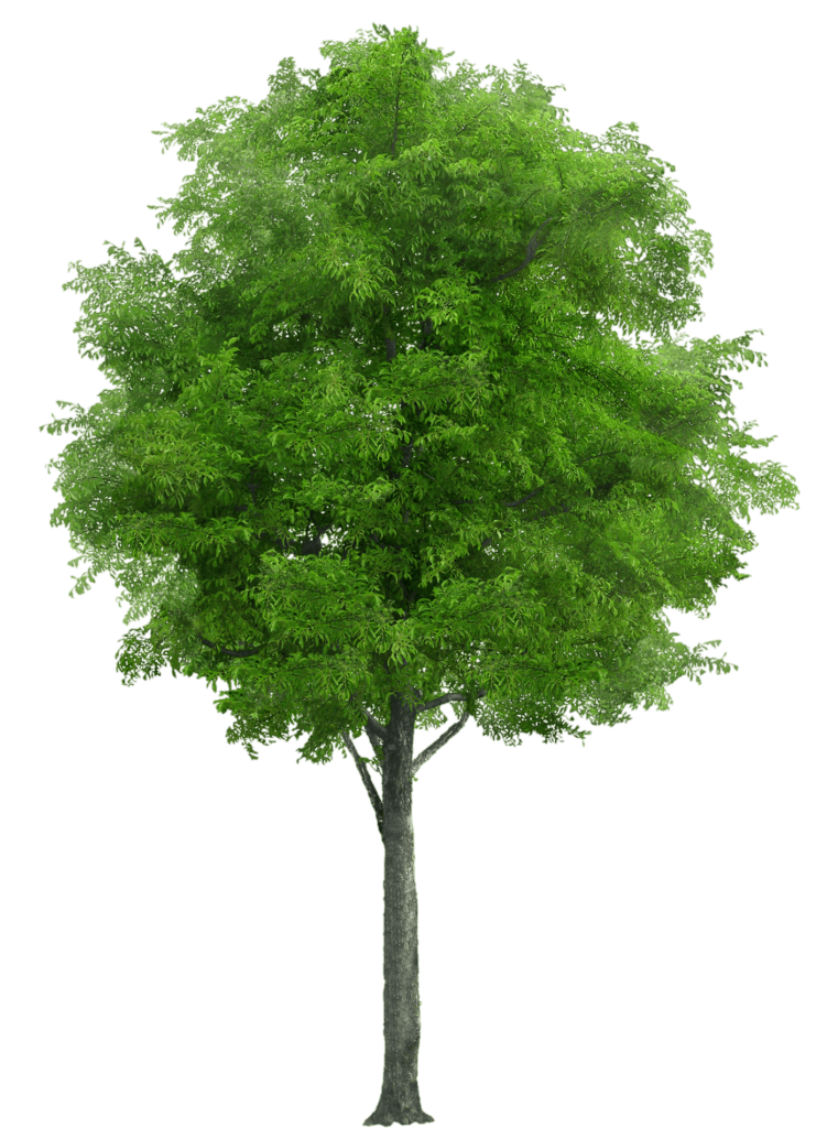 Green Tree PNG