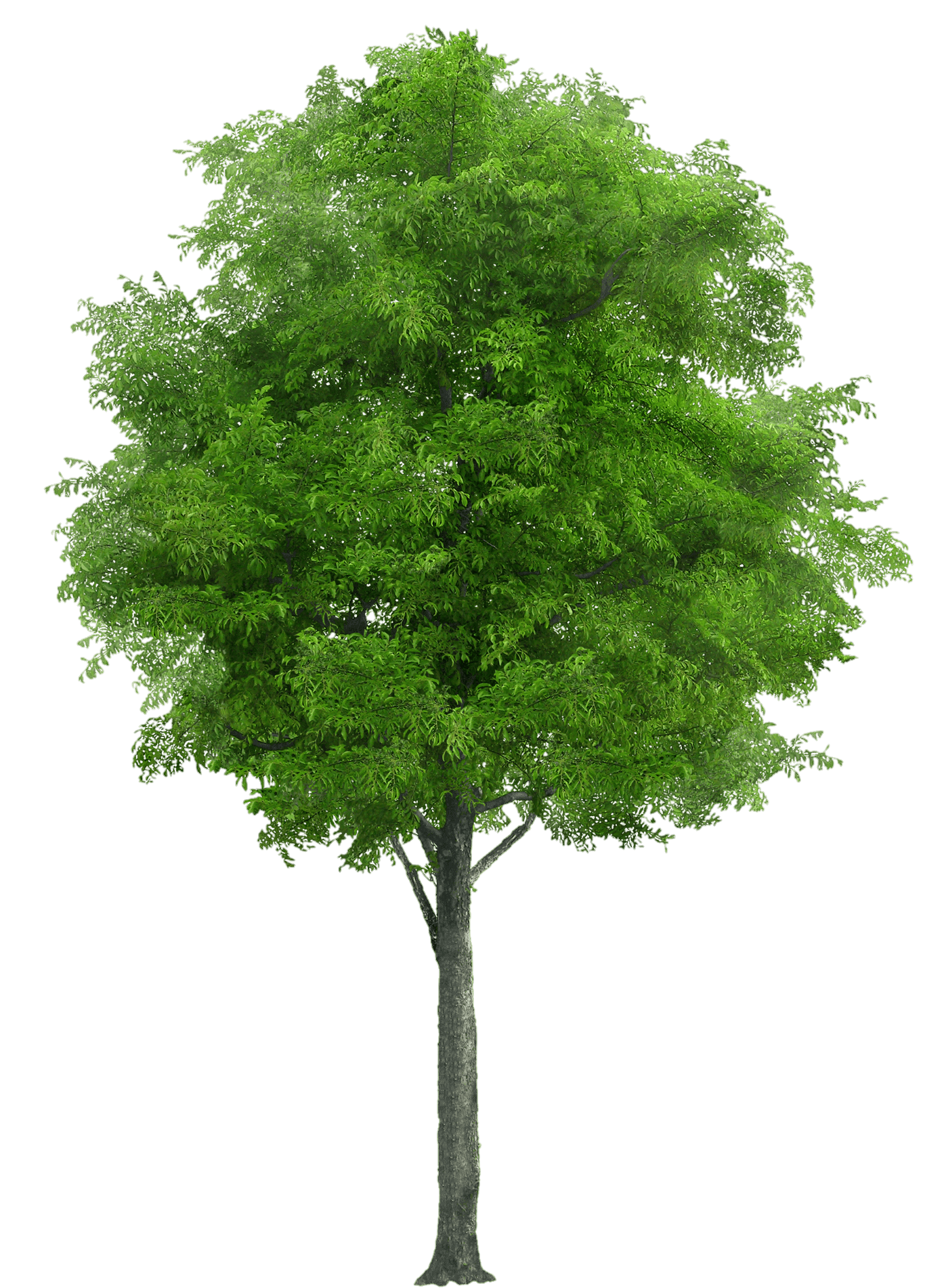 tree-png-from-pngfre-22