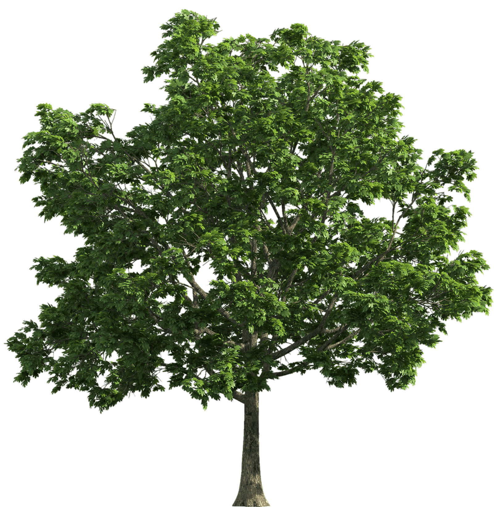 tree-png-from-pngfre-23