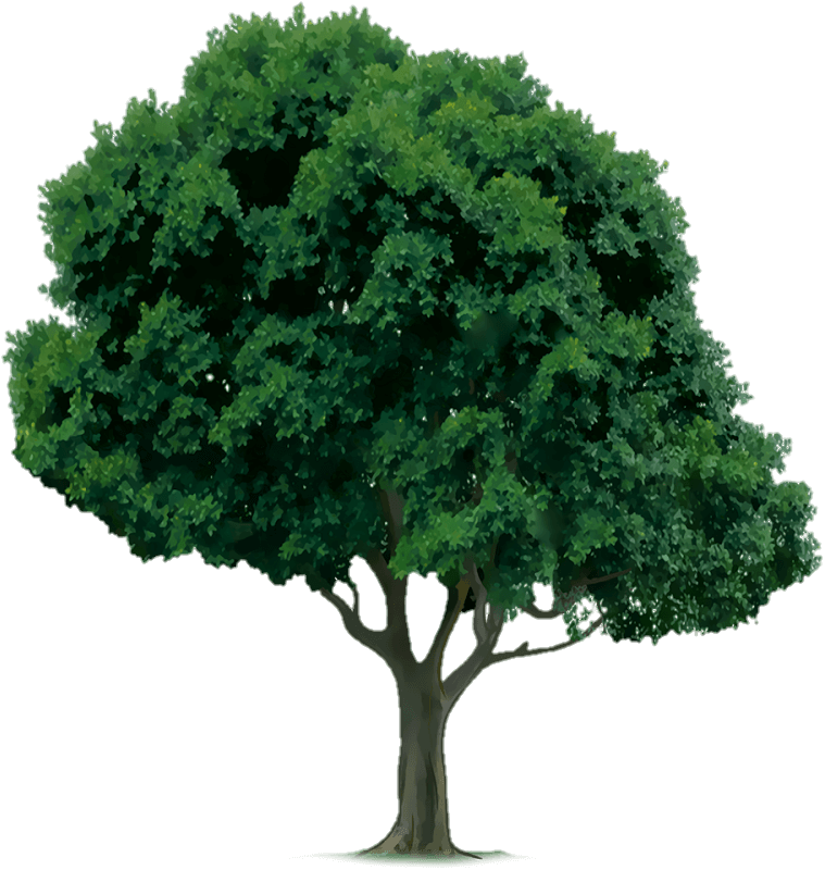 tree-png-from-pngfre-24