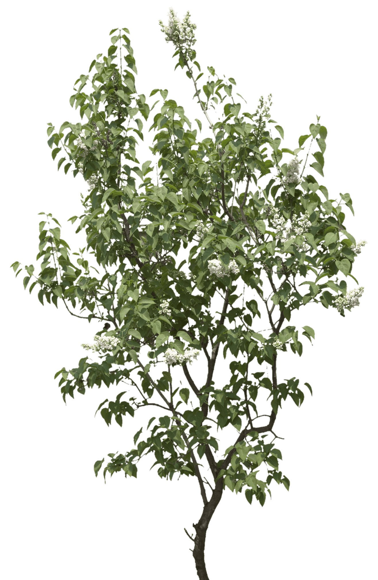 tree-png-from-pngfre-25