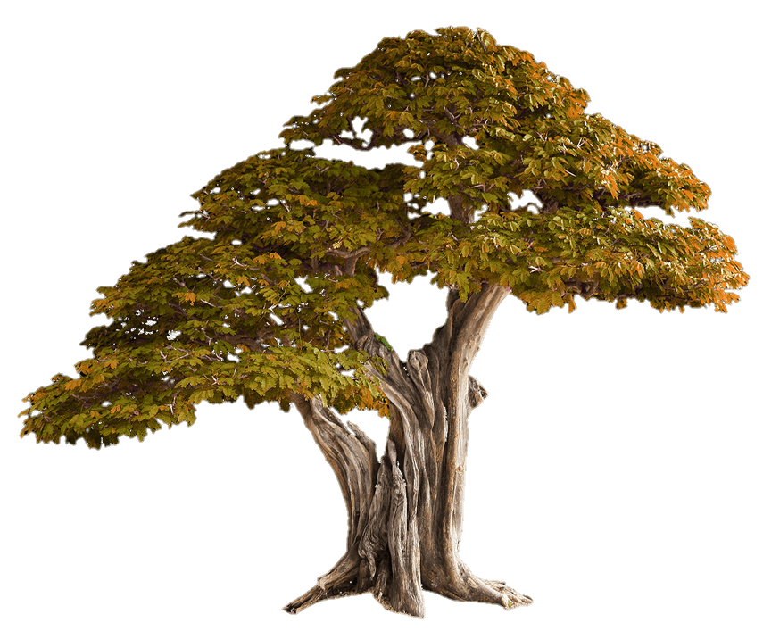 tree-png-from-pngfre-26