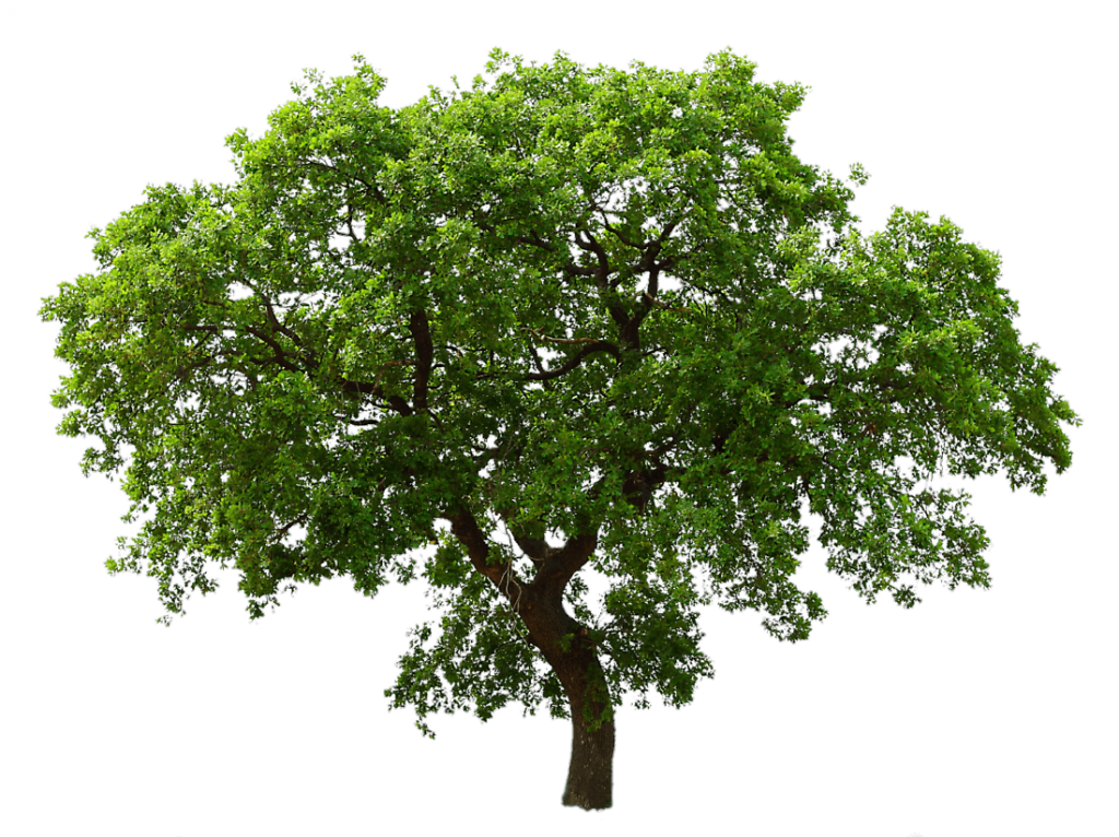 Realistic Tree PNG