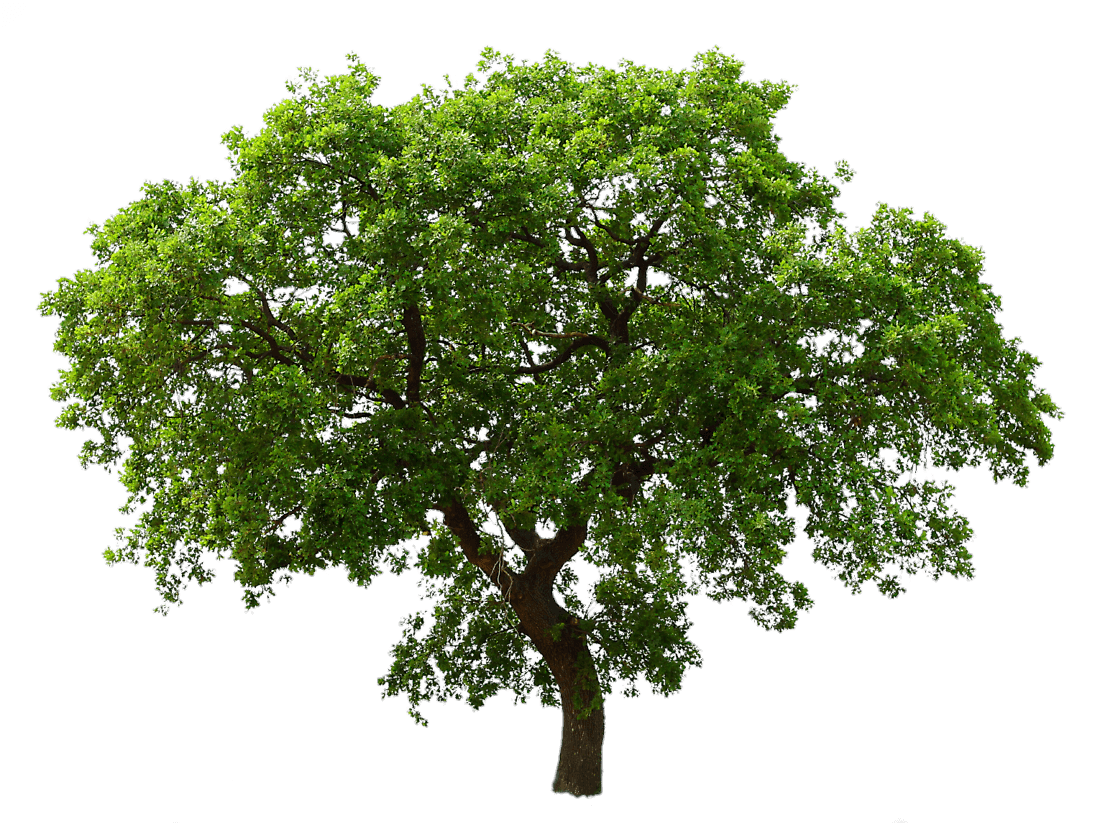 tree-png-from-pngfre-27
