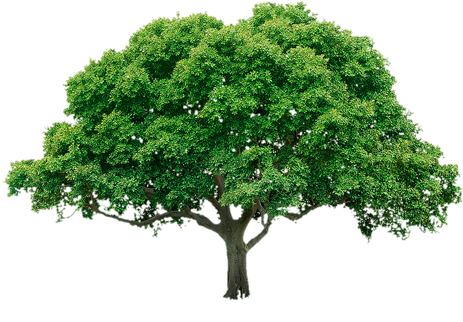 tree-png-from-pngfre-28