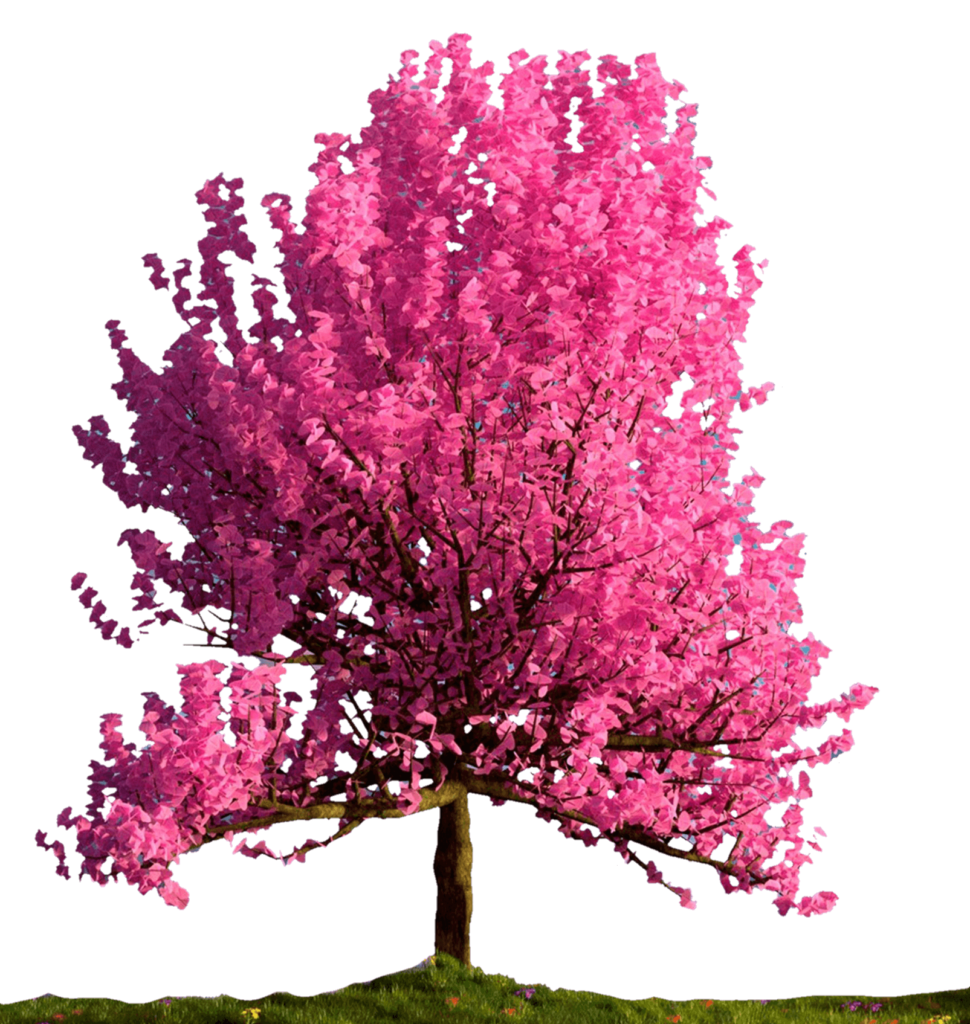 Maple Tree PNG