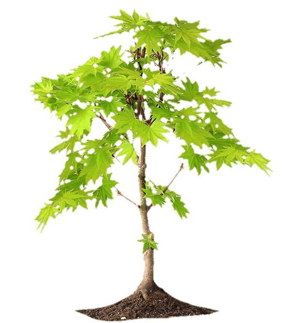 tree-png-from-pngfre-31