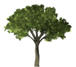 Tree Png Transparent Image