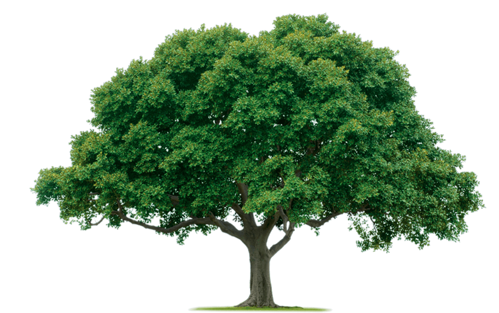 tree-png-from-pngfre-36