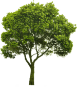 Tree PNG Transparent Images Free Download - Pngfre
