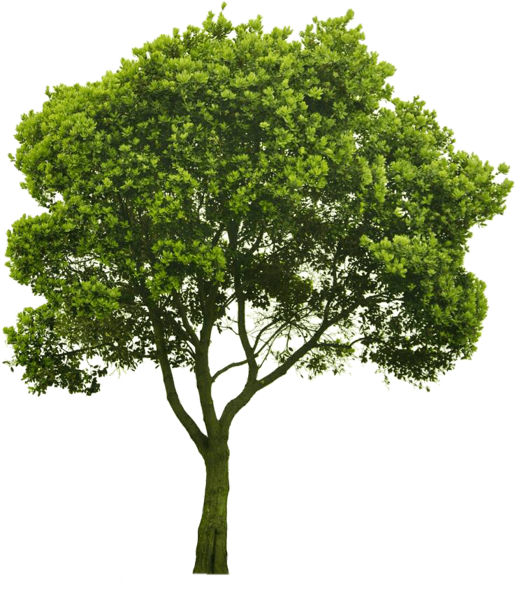 tree-png-from-pngfre-37