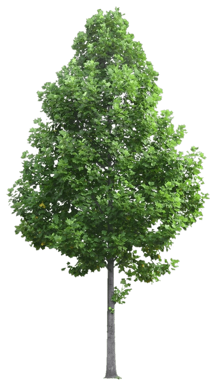 tree-png-from-pngfre-38