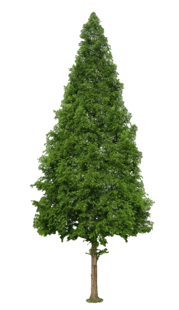 Pine Tree PNG