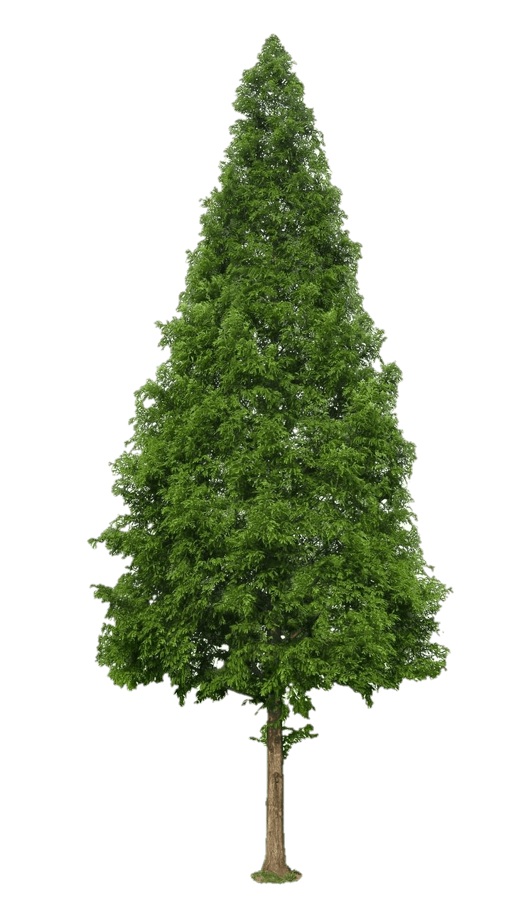 tree-png-from-pngfre-39