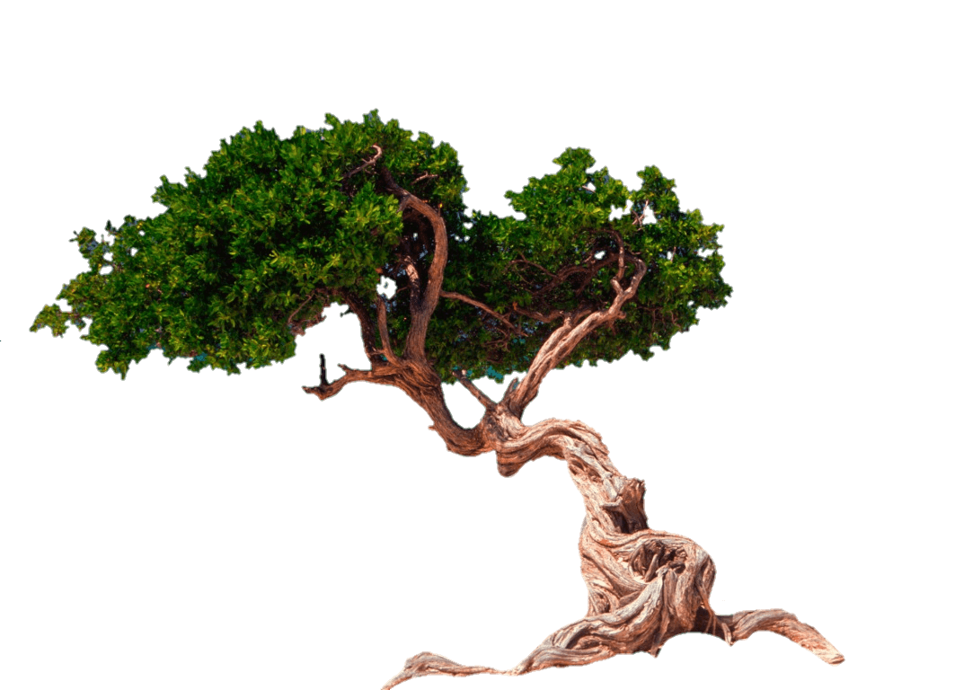 tree-png-from-pngfre-6