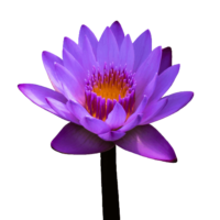 Water Lily PNG Image