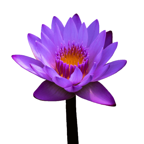 Water lily PNG