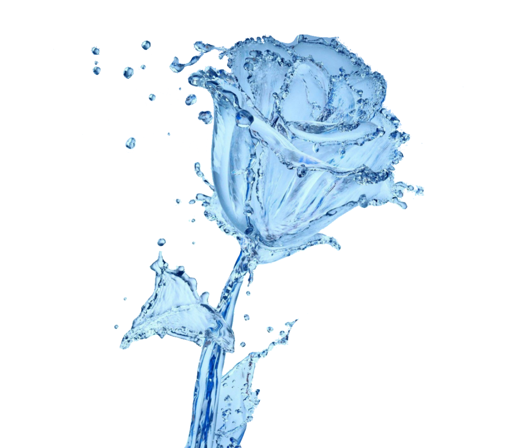 Rose Flower made by Water PNG