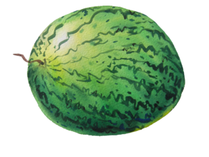 Watermelon Painting Png