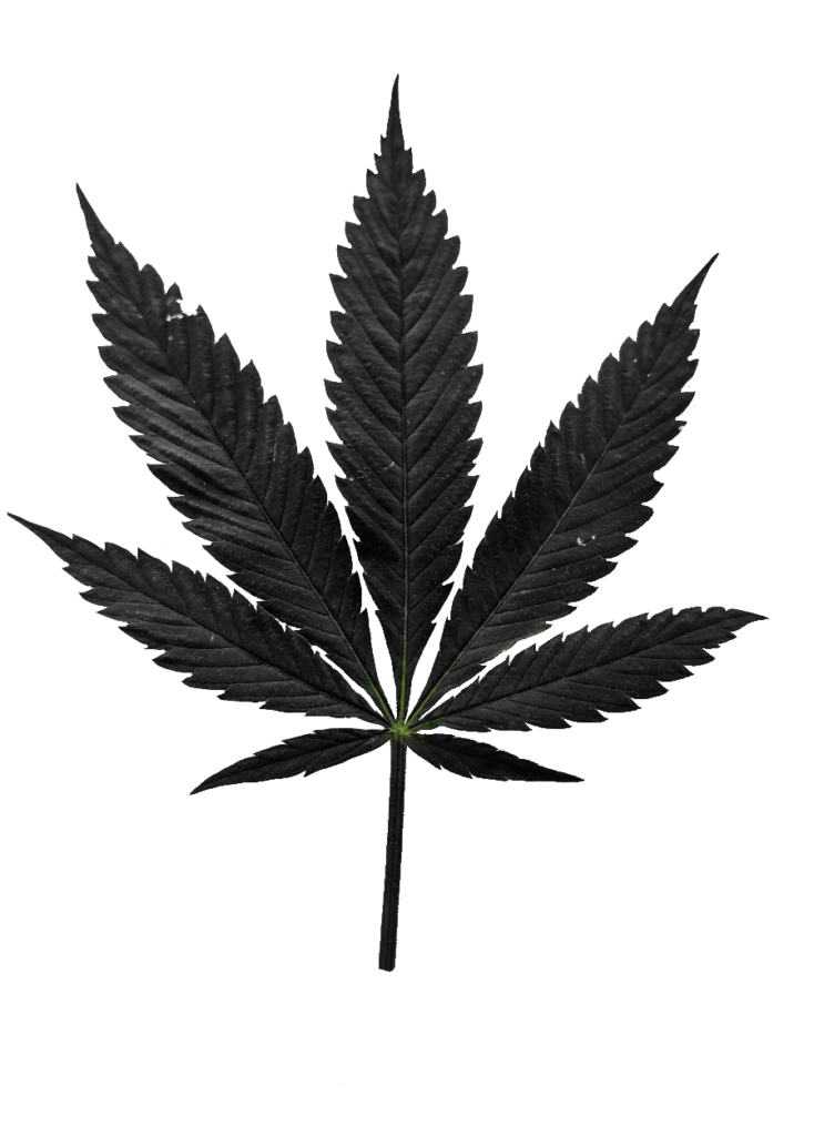 Transparent Marijuana Leaf Png