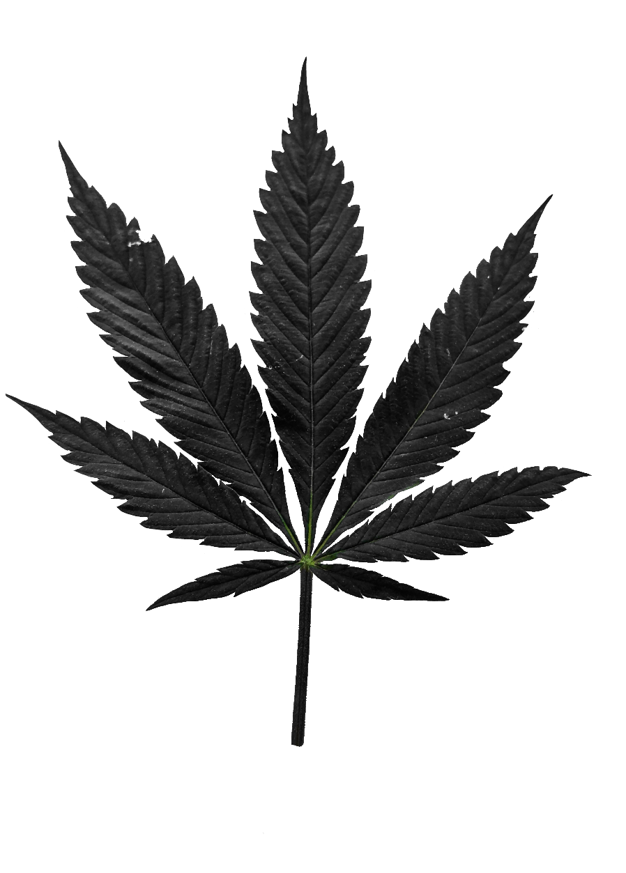 weed-png-104-1