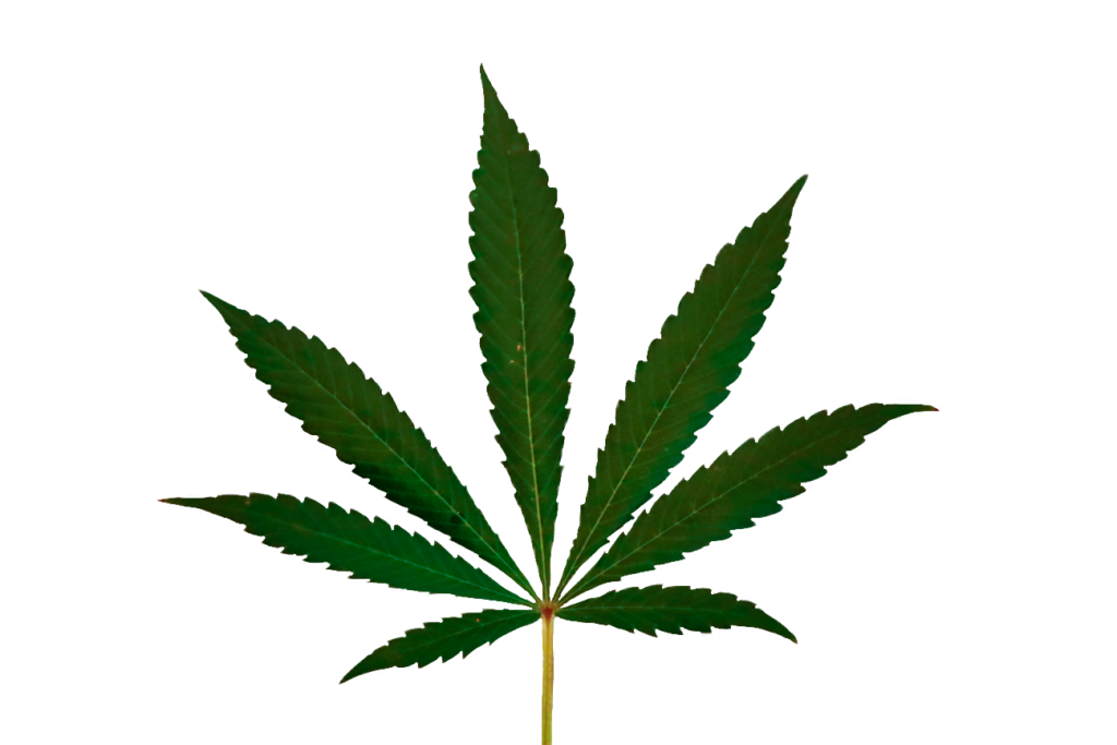High-resolution Weed Leaf Png