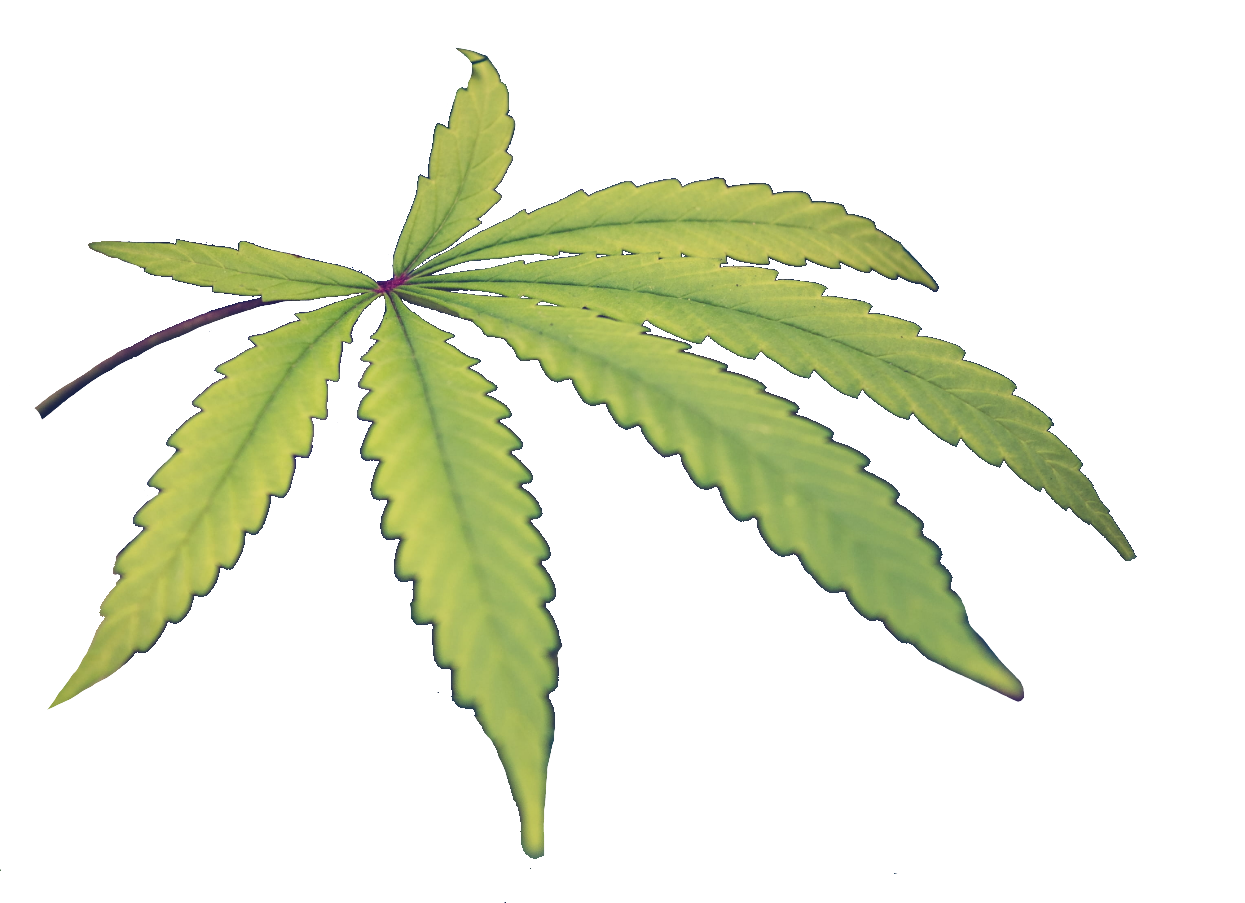 weed-png-107-1