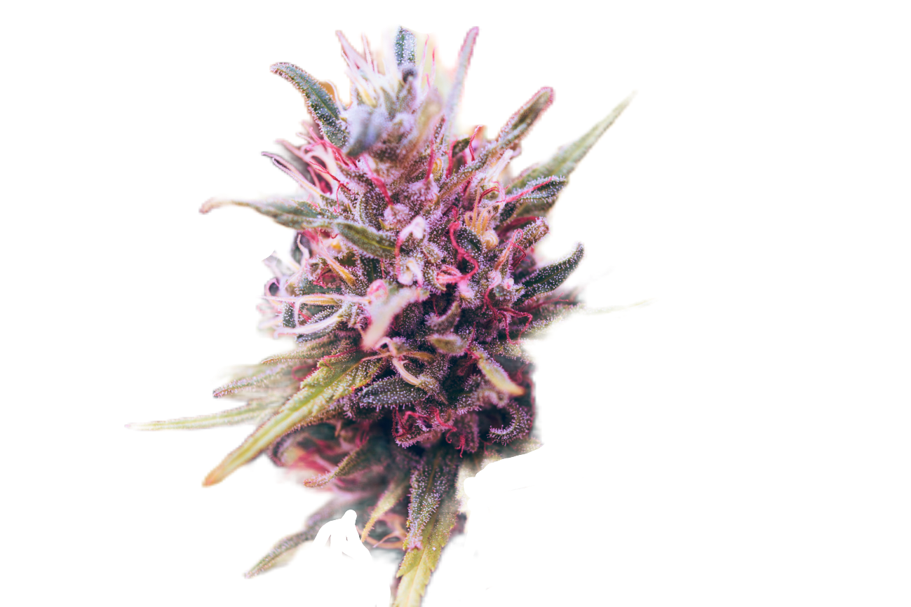 weed-png-108-1