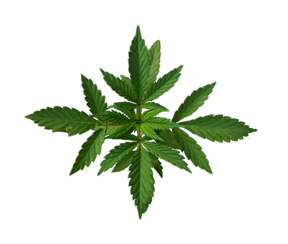 weed-png-125-1