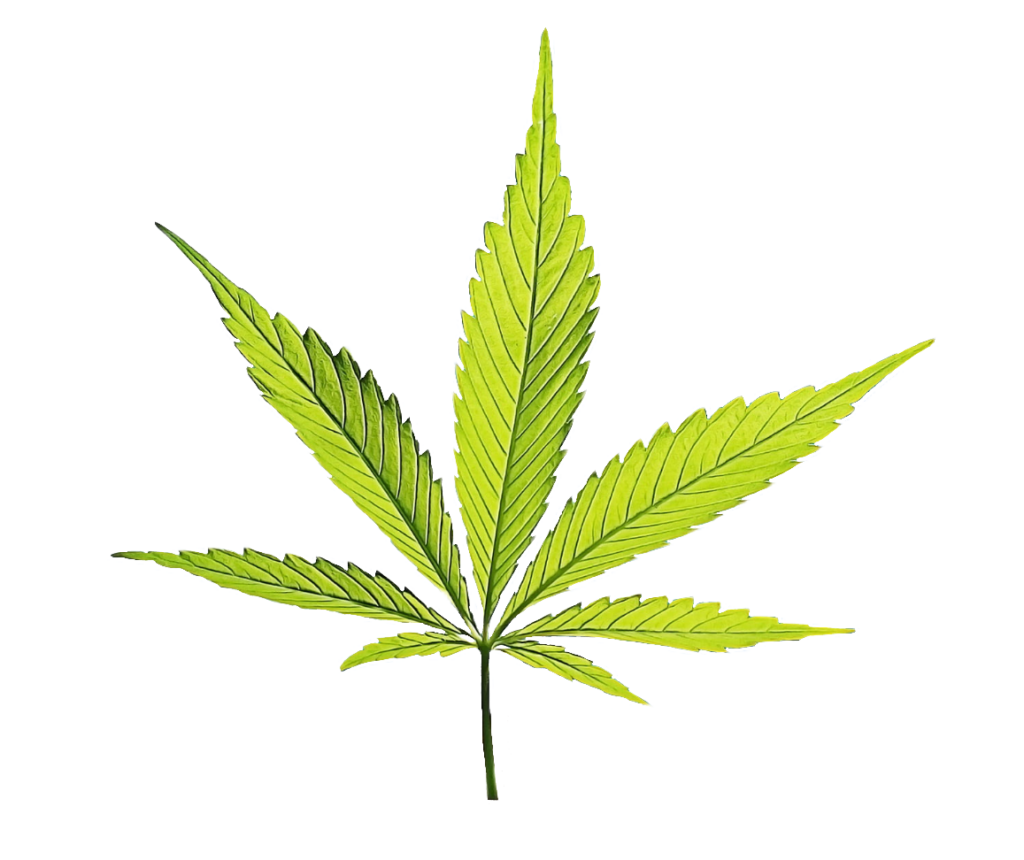 Cannabis Leaf Png