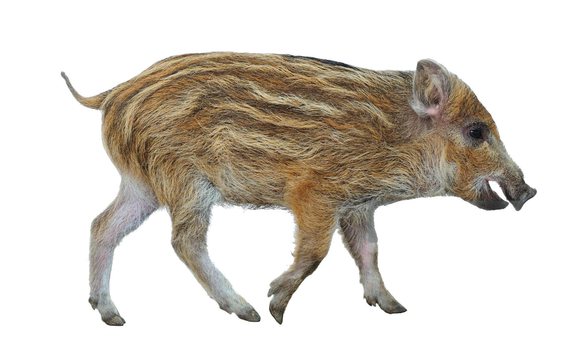 wild-boar-1