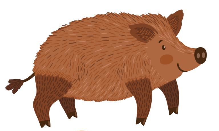 Wild Boar PNG Images Free Download - Pngfre