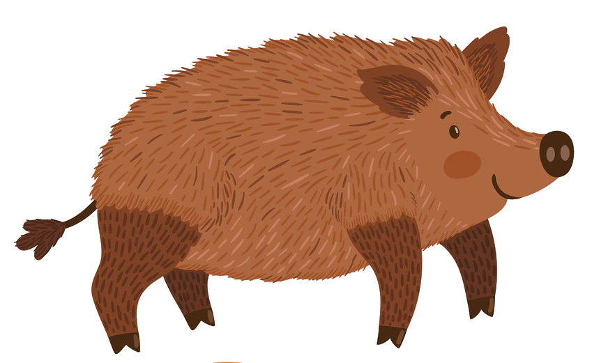 Cute Wild Boar Illustration PNG