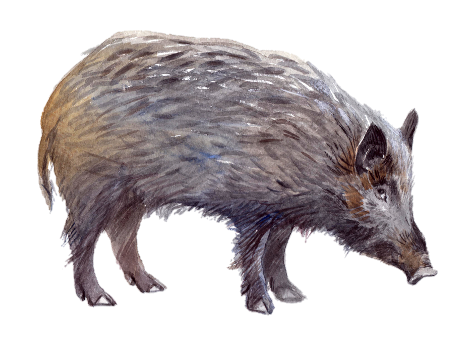 Wild Boar Drawing PNG