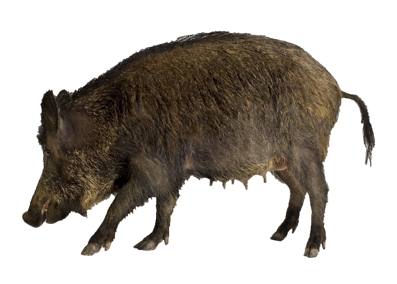 wild-boar-12