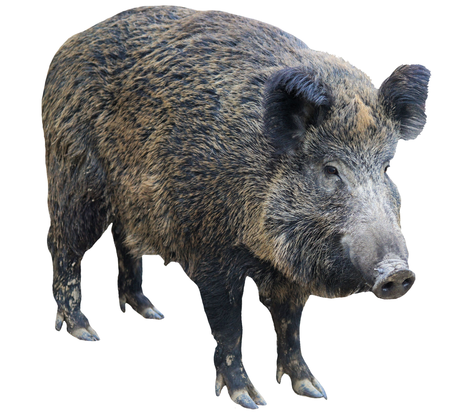Wild Boar PNG Images Free Download - Pngfre