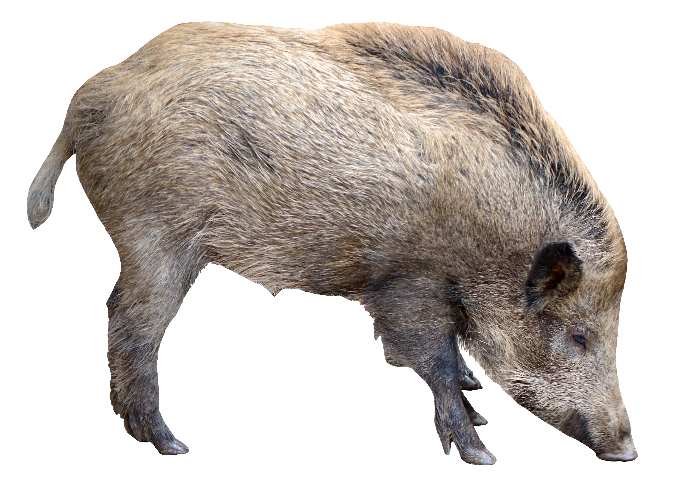 wild-boar-14