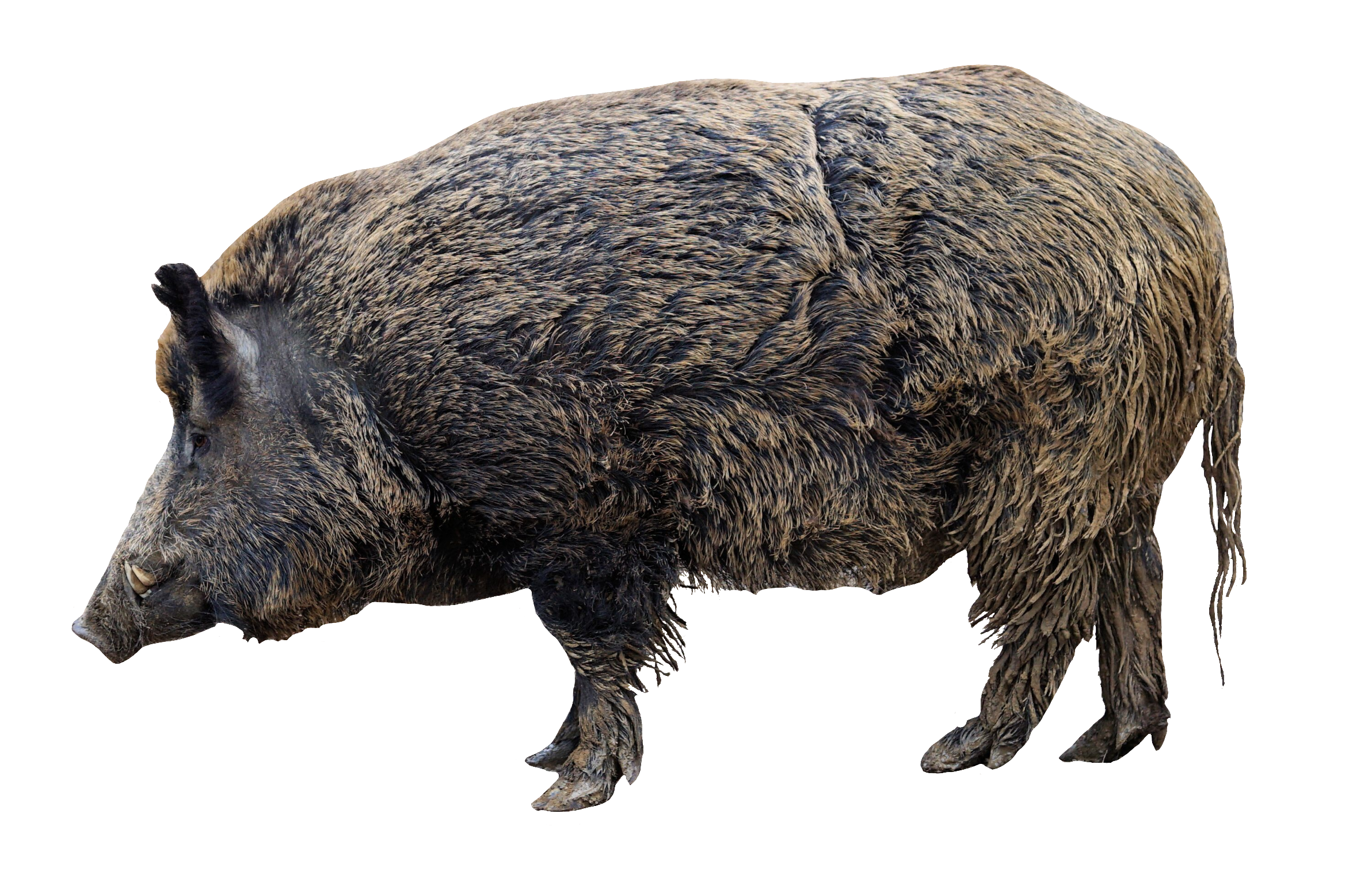 wild-boar-15