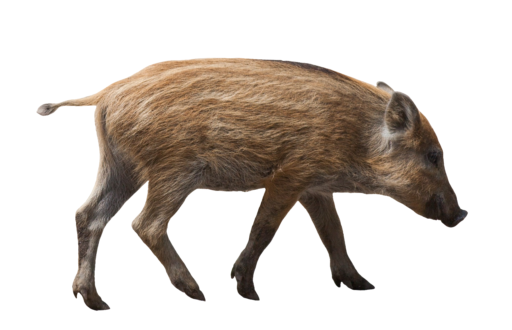 wild-boar-16