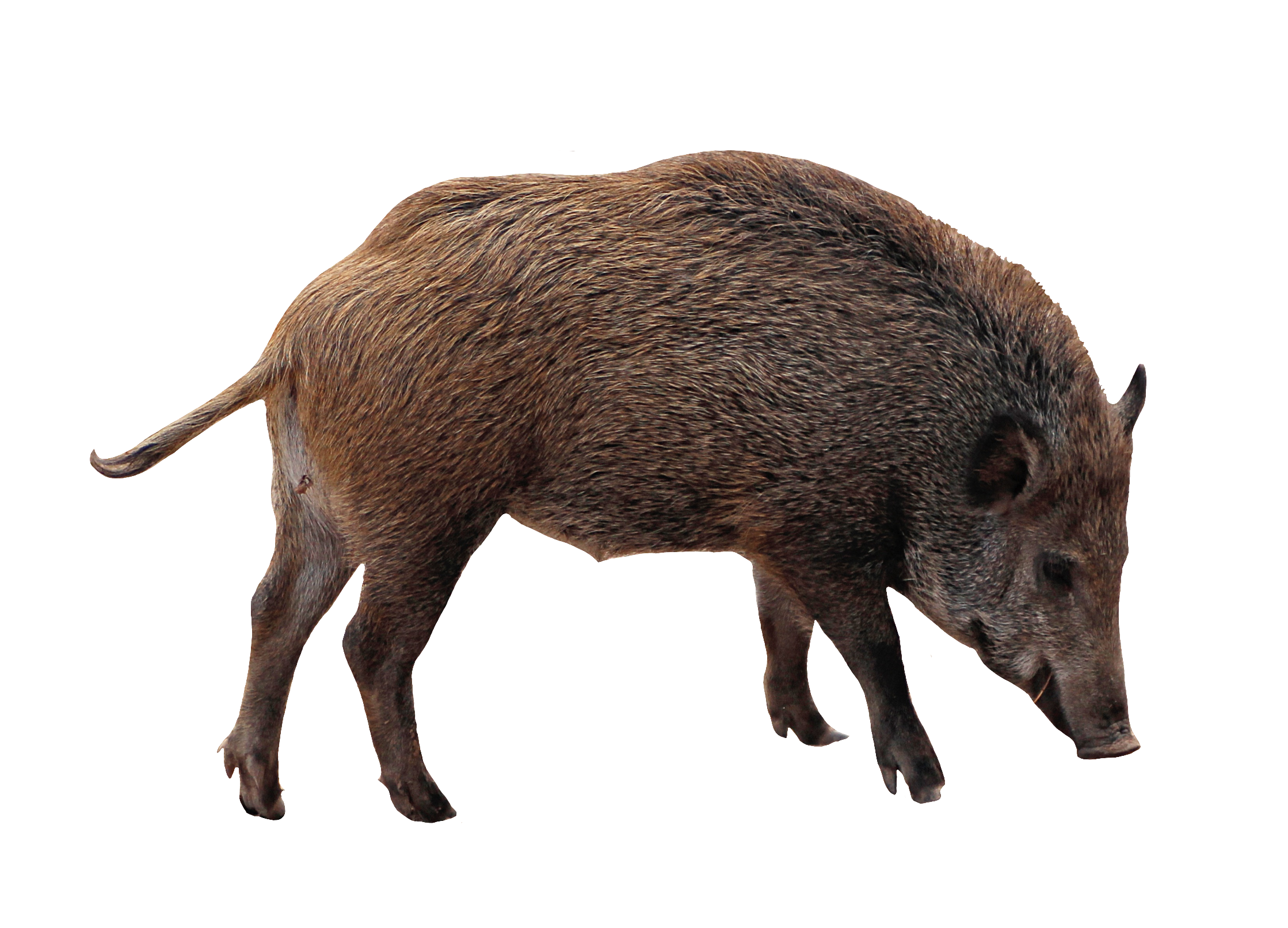 wild-boar-17