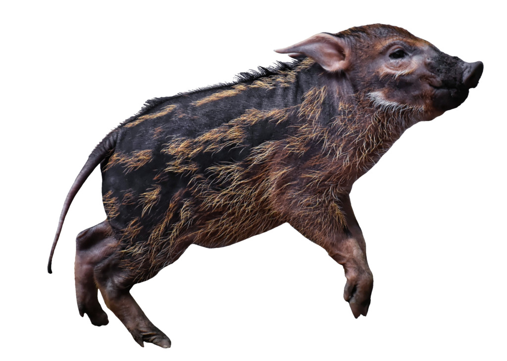 Baby Wild Boar PNG